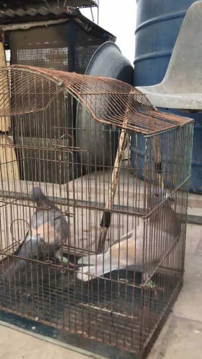 Lalband maqsi and banarsi ghgra pair Pigeons