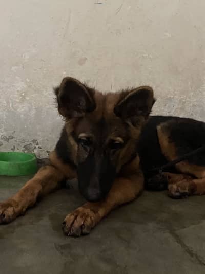 Female GSD double coat black mask