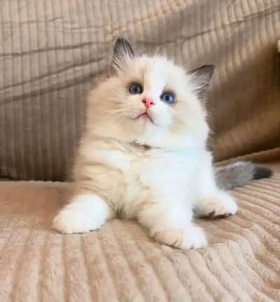 Cat | kittens | Persian | 3 Cote | Fluffy WA mesg 0348 | 01+63+063