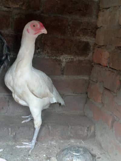 Paper white aseel murgi top quality