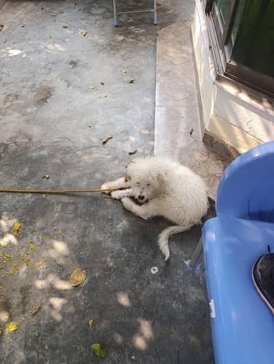 Russian dog available for sale