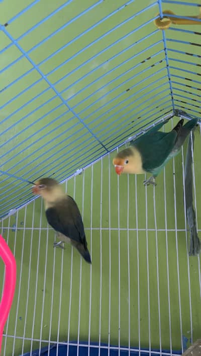 lovebirds breed pair