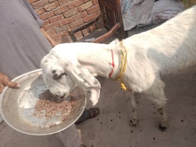 urgent God for sale jisko chahie WhatsApp number 03206819426 contact