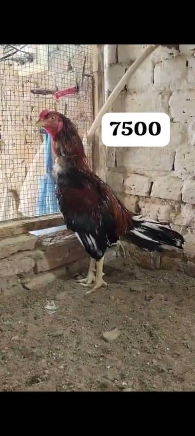 mianwali aseel males and females for sale