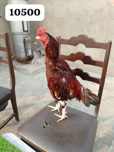 mianwali aseel males and females for sale