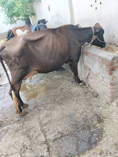 All animals for sale