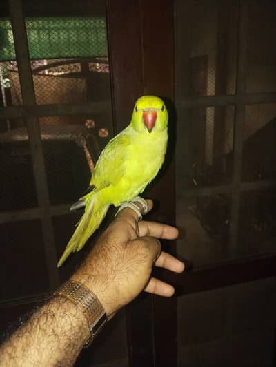 Parrot for sale