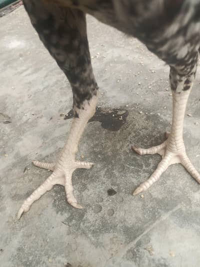 Heera or cheni cross