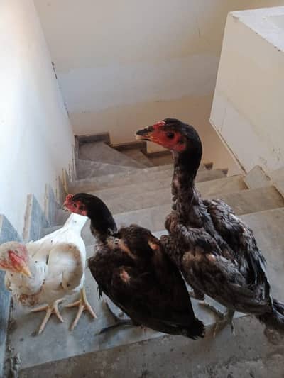 Aseel Barmi pure for sale