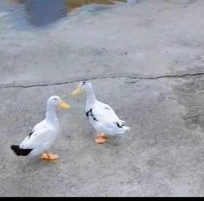 Ducks