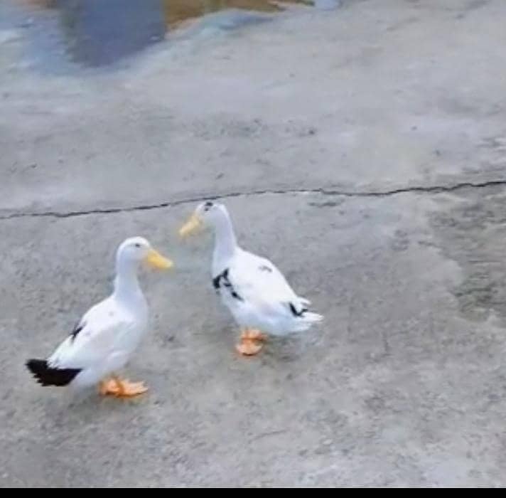 Ducks 0