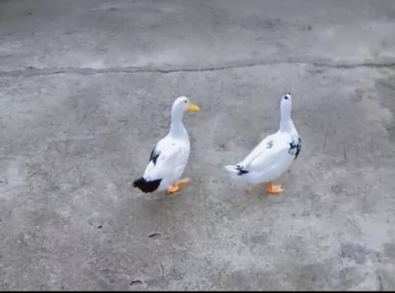 Ducks 1