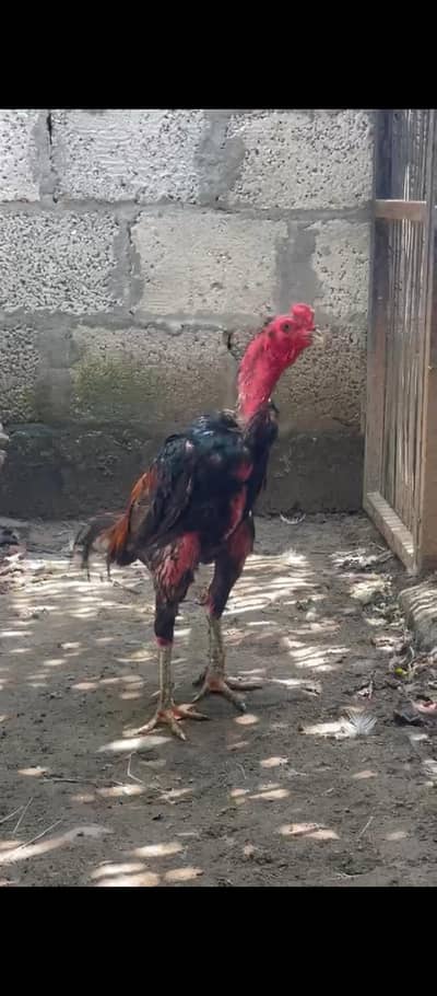 penus plus pkoya murga  1 Baaar winn haiii