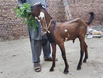 Bakra 0.3 0.7. 600.33. 60
