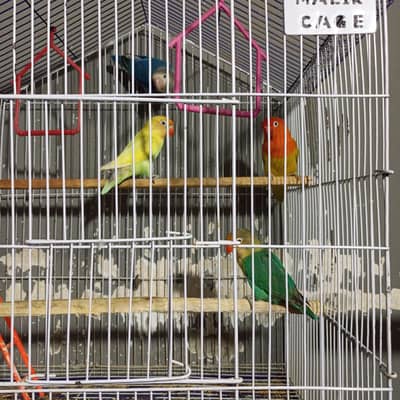 Budgies and Love Birds