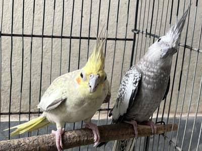 Cocktail pair