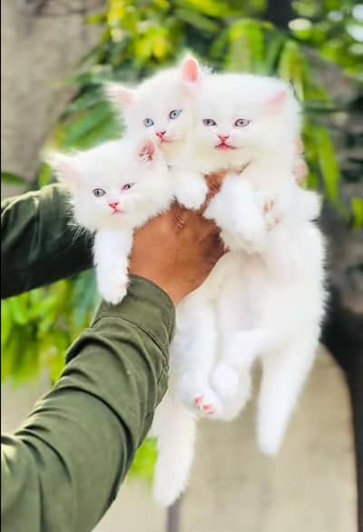 Cat | kittens | Persian | Male | Female | Pair |Wtsp me 0348 | Ö163Ö63
