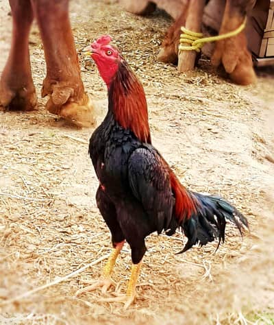 Aseel for sale