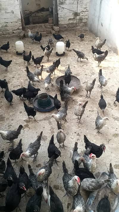 10 peice  Misri or 10  peice Australop chicks Healthy active