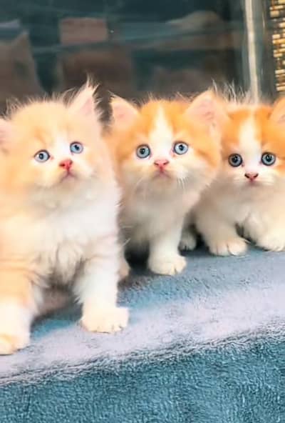 Cat | kittens | Persian | Male | Female | Pair |Wtsp me ô348 | Ö163Ö63
