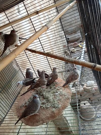 16 pieces Diamond pide dove ready to breed.