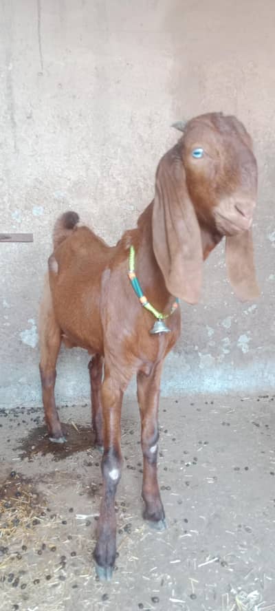 bhalwali bittal bakra