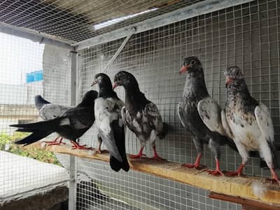 baby pigeon for sale