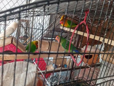 love bird lautino mix