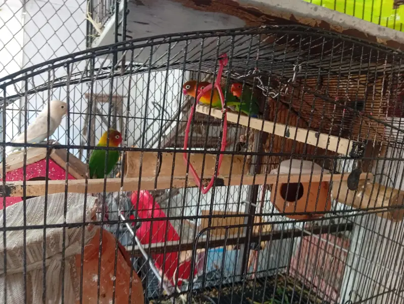 love bird lautino mix — photo 2