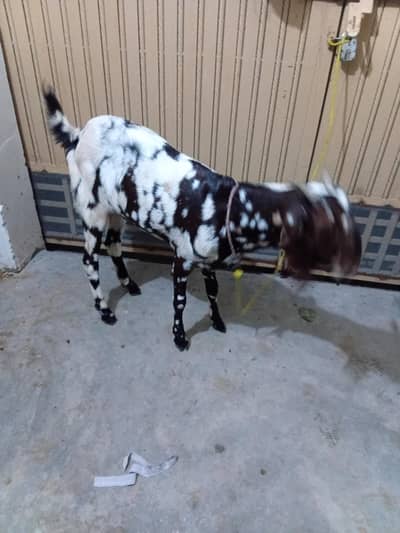 goat for sale