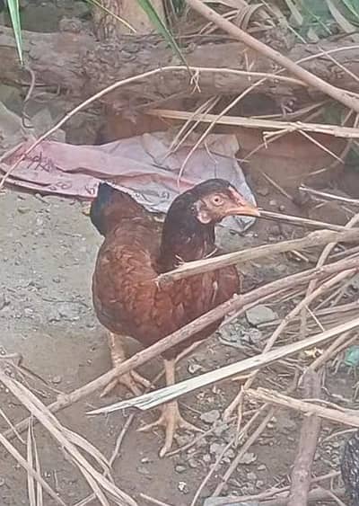aseel keel wali murgi