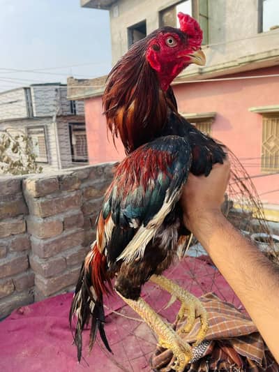 Miawali Breeder Topla