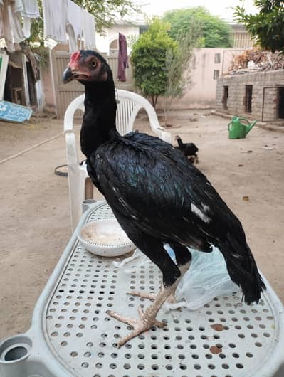 Mianwali Aseel chicks