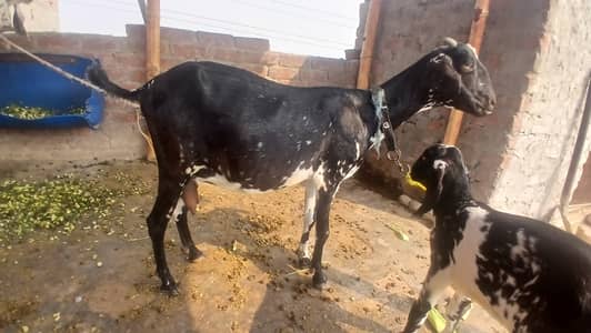 Tadi bakri kras barbri 2 time dlivare Kia hy sath ak puth hy 28 din