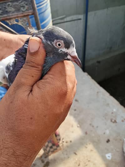 total 10 pigeon hai Jo bi Lena chahay watsup pr rabta krly 1000 per ha