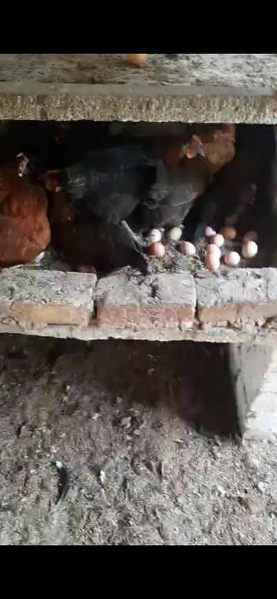 desi eggs /un fertile eggs/fresh golden misry eggs