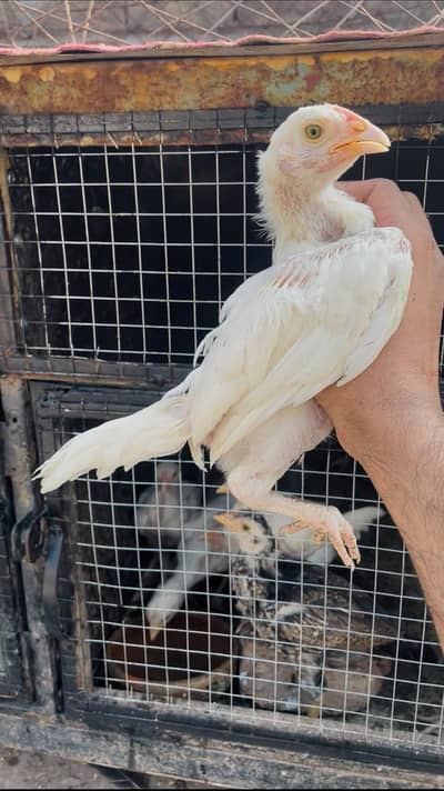 Heera Chicks Paper white