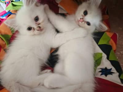 pure persian cats