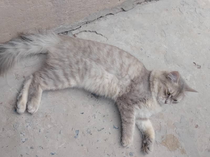 Persian cat 2