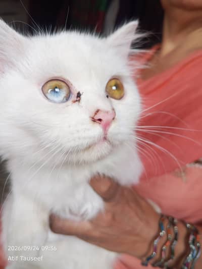 White Persian cat odd eyes