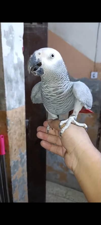 African gry Tame talking Adult female &phatha
