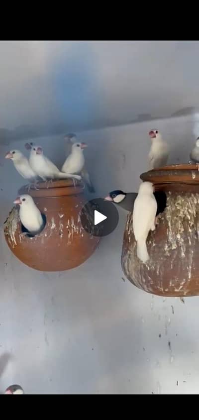 1.5 saal full breeder pair ha