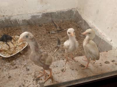 Aseel murghi with 7 Chicks