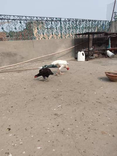 heera beauty male and amrohi cross guaranteed resulted female