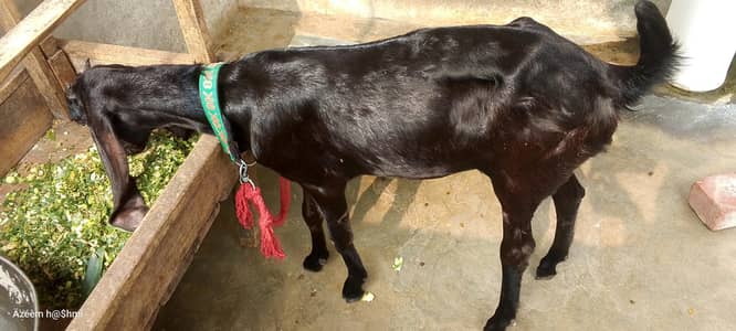 urgent sale 1 goat Healthy active Goats in lakhodair Lahore