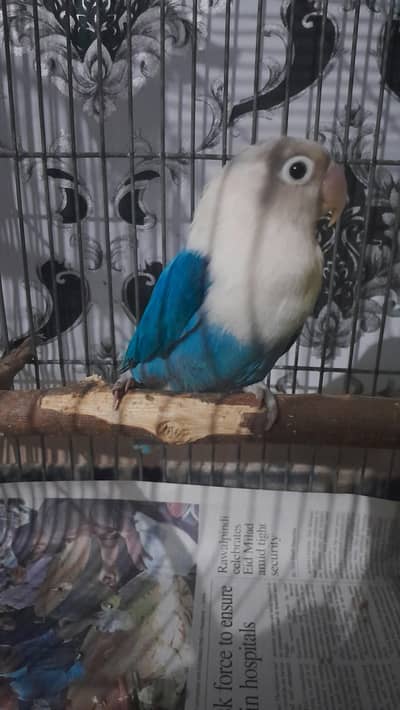 Blue Fisher lovebirds