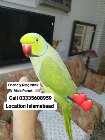 Hand Tamed Full Friendly Green Ring Neck Male Parrot Jumbo Size
