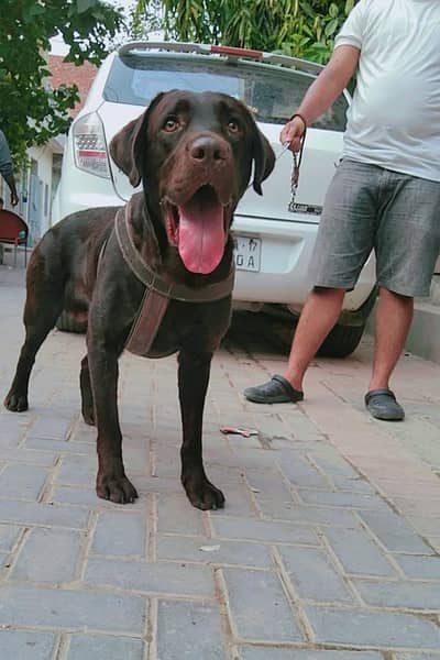 Labrador Male