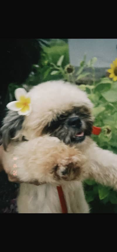 Schitzu
