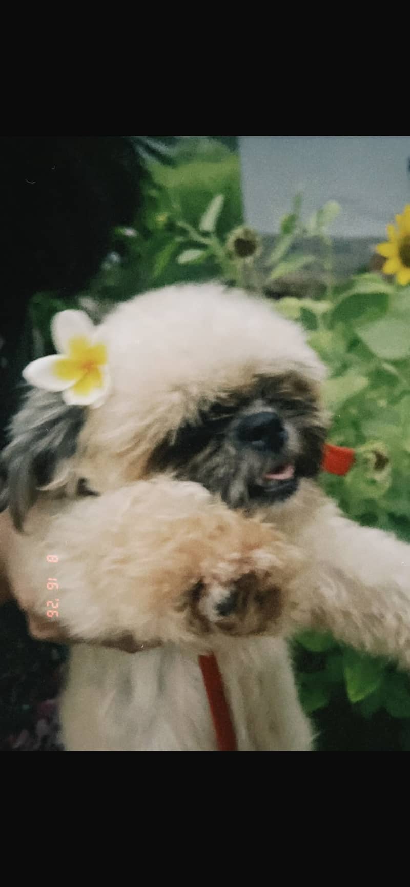 Dog for sale 0